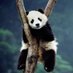 AwakePanda (@2vatap) Twitter profile photo AwakePanda (@2vatap) Twitter profile photo