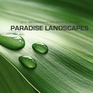 ParadiseNZ's profile picture. We carry out entire landscape projects from original design, planting, hard and soft landscaping and much more. Facebook - http://t.co/x345TSJwbB