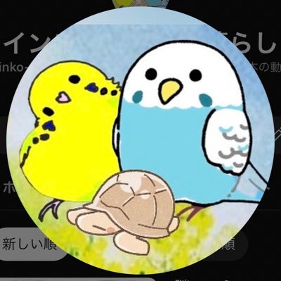 YouTubeに成長記録を投稿してます【セキセイインコ/R4.6そら♂、R5.1なな♀、R6.5もこ︎︎ ♀】【コザクラインコ/R6.6みるく】にお迎え。【ケヅメリクガメ︎︎ ♀ゴン】 も一緒に生活。無言フォロー失礼します🙏I live with parakeets and turtles ※主はピアノ弾きます初心者