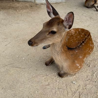 精神科医・小児科医をしています。 救急急性期・児童思春期病棟で勤務中！精神保健指定医😄将来は児童精神科志望！子どものこころ専門医取りたい👌医学教育にも興味あり🥼