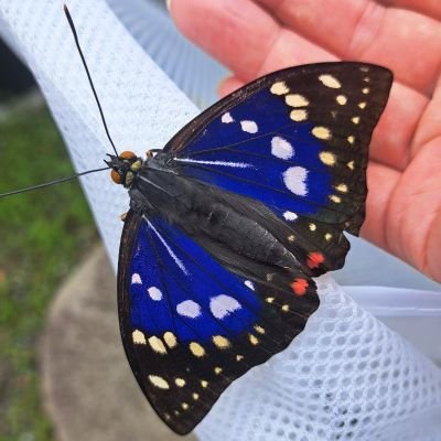 妻とインコの小太郎の二人と1羽で、行政書士事務所を経営しながら、気ままに暮らしています。
趣味や仕事に関する事などを呟いて行きますので、気軽にフォローして貰えますと嬉しいです。