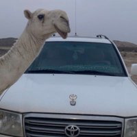 مسفر القحطاني (@vipmsg12) 's Twitter Profile