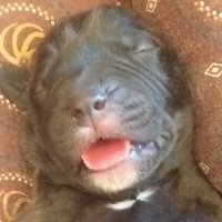 Kontsternasie (@beesblaas47) 's Twitter Profile