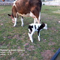 Abdülkadir Bayaltun (@abdlkadirb76442) Twitter profile photo