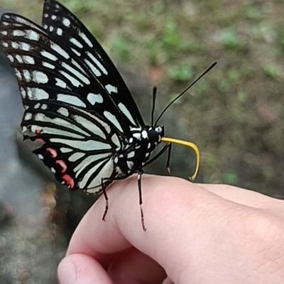 たまーに気が向いた時に探しに行きます。知識ゼロの人間ですのでどうかご教授願いたい無言フォロー失礼いたします