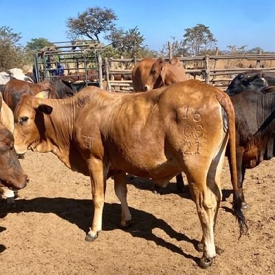 KSefoko's profile picture. MD of ke-nako logistics/passionate about farming/ remember to always be kind,