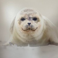 Happy Seal (@vide0s4fun) 's Twitter Profile