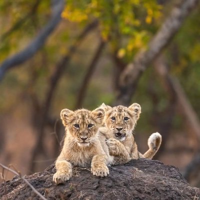 Gujarat Administrative Service ðĻðŧâðž
Chess âïļ
Wildlife âĨïļ
āŠĩāŠŋāŠāŠūāŠ°āŠķāŦāŠē āŠŽāŦāŠĶāŦāŠ§āŠŋāŠ§āŠĻ âïļ