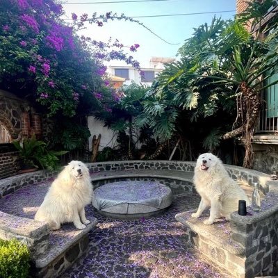 noradelgadoro's profile picture. Amante de los perros, la arquitectura, la verdad
