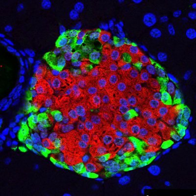 James Cantley Lab Profile
