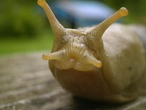 I'm a slug, what else is there to say?