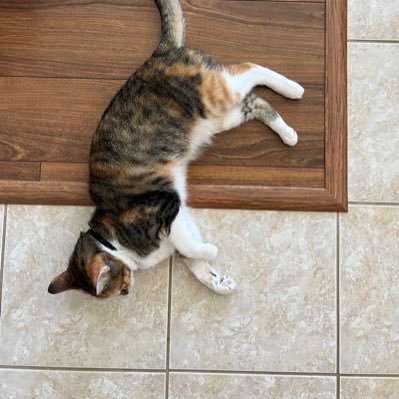 budzinsf's profile picture. 