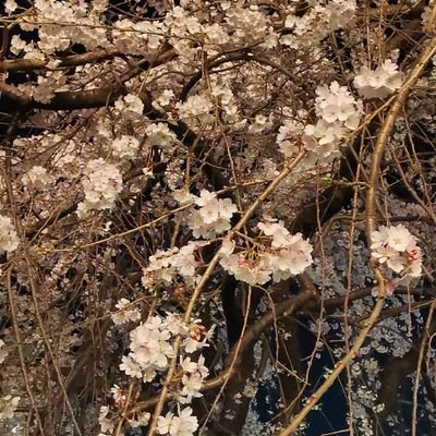 manyway_fu's profile picture. 