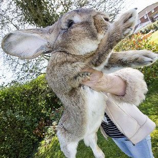 ROBBIE133393's profile picture. Some bunny loves you, and that bunny's me.