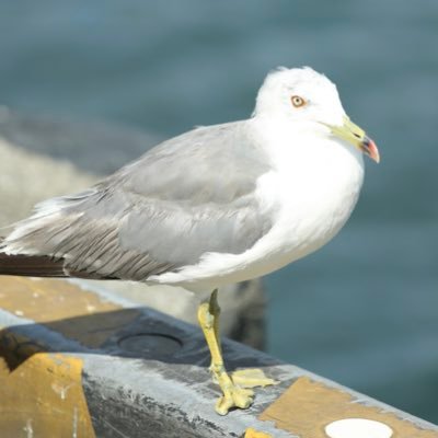 興味を探究する学生のつぶやき