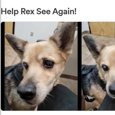 Hello and thank you anyone taking the time to read this my dog rex needs surgury in his right eye and needs the left eye removed... PLEASE DONATE TO GOFUNDME