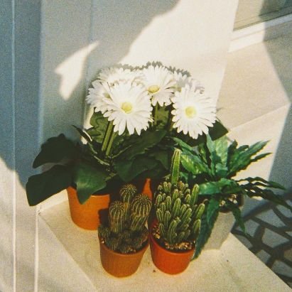 cactus covered in prickles