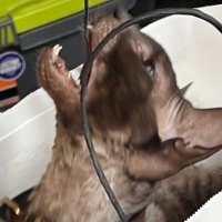 questgiver (@goodfellowes) 's Twitter Profile