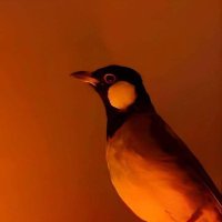 هع (@hhhhhh6585r) 's Twitter Profile