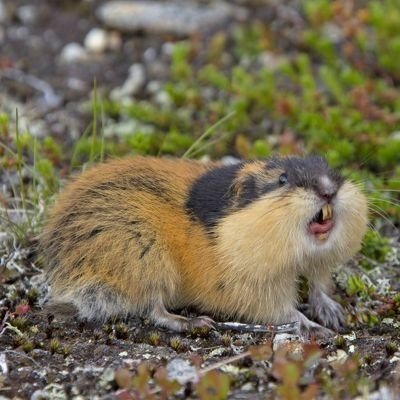 TheAngryLemming