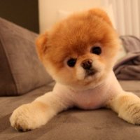 PupPalsDaily (@chokbardefou) 's Twitter Profile