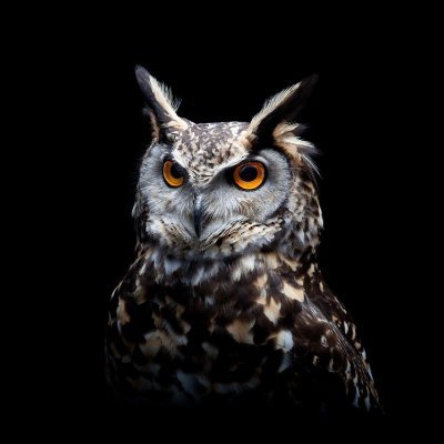 Tonylepotentiel's profile picture. believe and succeed.