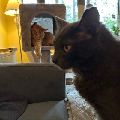 Echo the former feral and Little Devil are not best friends but live together with a human in Alexandria VA