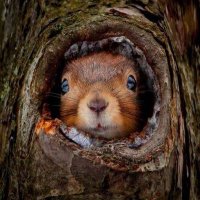 Just ANIMALS 🐾🌍 (@justanimalss_) 's Twitter Profile