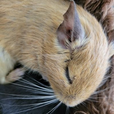 ネコ好きやけど、デグー飼ってます