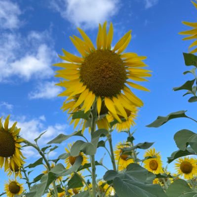 toyo_1002's profile picture. 神奈川県在住、静岡大好き せんちゃんず🐾です。バイクホンダVTR250🏍️キャンプ🏕️清水エスパルス⚽️好き