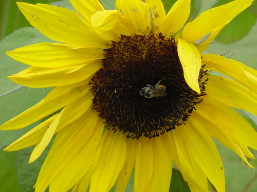 VivaioGirasole's profile picture. Scoprire il mondo delle piante...a Frascati