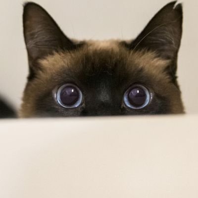 YJL20210000's profile picture. 소소한 일상을 보내는 보통사람