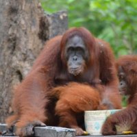Orangutan(@berwisata) 's Twitter Profile Photo