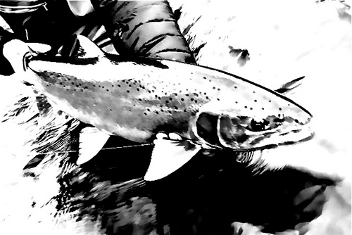 Oregon Steelhead guide at Little Creek Outfitters