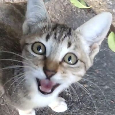 rara8mi's profile picture. 