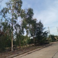 quangvujqc (@quangvu1592781) 's Twitter Profile