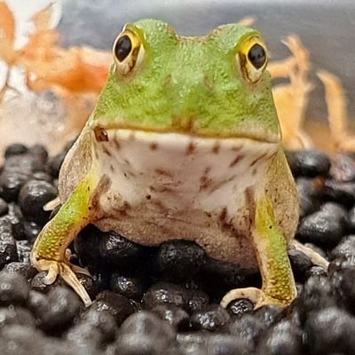 げしこさんのプロフィール画像