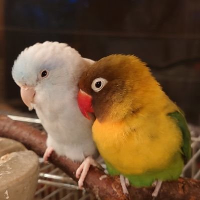 現在一羽、ボタン♂(10)🦜
鳥を中心に解説図付で呟きます
マメルリハ(6)は最近召されました　マメ愛好家でもあります　
鳥はコミュニケーションの天才✨
(旧かえで ∶ﾐｽで未だ元に戻れず）
◉庚申塔その他趣味垢はもう一つ作る予定　◉気軽にﾌｫﾛｰして下さい🌱
ﾍｯﾀﾞｰ∶ﾋﾞﾙの7Fからの夕景