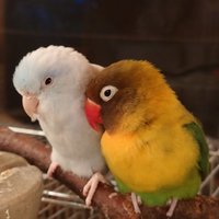 ミラー (@n48077pp) 's Twitter Profile