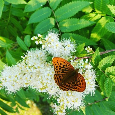 HainautHai68551's profile picture. 