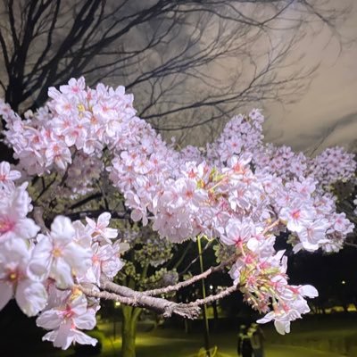 mame9111's profile picture. 32歳、1人目妊活中。2020年から妊活開始/高度異形成レーザー蒸散済/子宮内膜症/チョコレート嚢胞/AIH3回🙅‍♀️/23.4①顕微🧚→9w稽留流産/24.2②顕微🧚不妊治療中の方と情報交換できたら嬉しいです🥹無言フォロー失礼します。