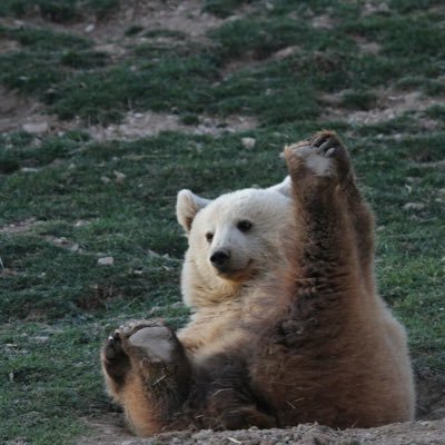 hugisdumb's profile picture. I play a little too much Apex