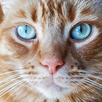 SoCal Cat Tiger(@US101_SoCal) 's Twitter Profile Photo