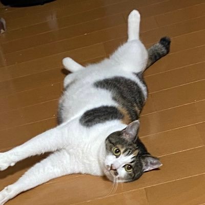 Shi☆Kaさんのプロフィール画像