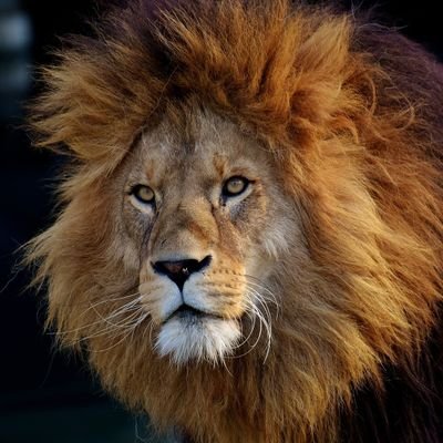 Real_MightyLion Profile Picture