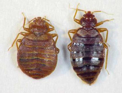 We are all about getting rid off bed bugs the safe way and permanantly.
understanding bed bugs is a must to be able to fend off these bugs.