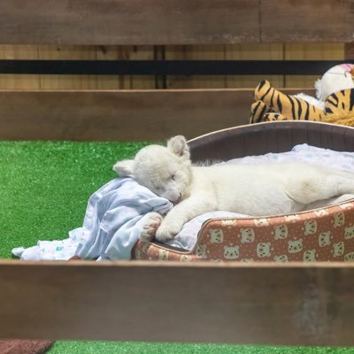 Qincha10's profile picture. 