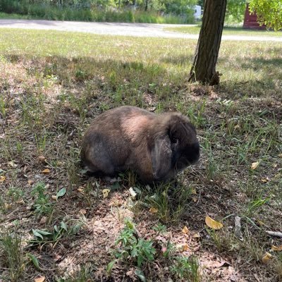 vinneeminnee123's profile picture. Magic girl ready to battle, animal lover at heart. I do it all.