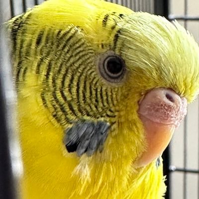 lemonborb Profile Picture