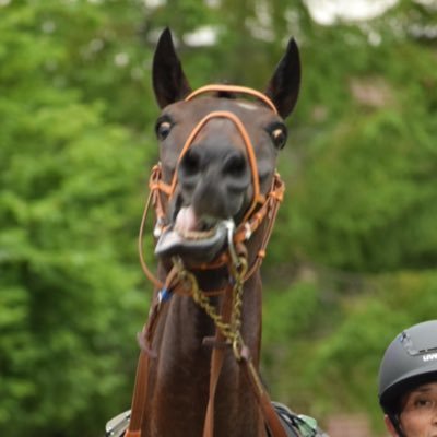 競馬6年目🏇(馬ぬいとカメラ📷)/オジュウチョウサン/ネコワシ/メロディーレーン/ゴースト/アフリカンゴールド/マカヒキ/ソダシ/ノーブルマーズ/ボヘミアラプソディ/ステイゴールド一族/障害馬はみんな応援📣/白毛さん・芦毛さん/セン馬さん/🐱:ばぶちゃん10歳♂/🧸💛